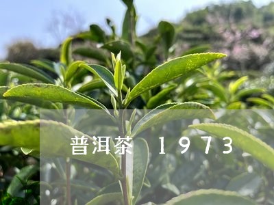 普洱茶 1973/2023031753814